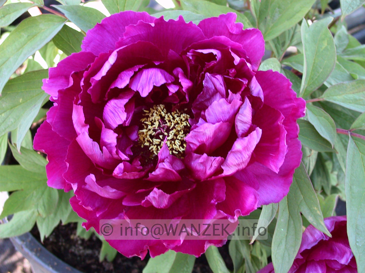 Paeonia suffruticosa Violett-2.JPG